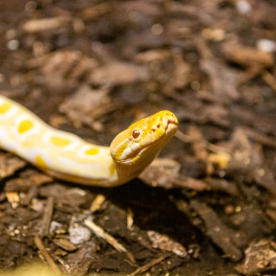 Le python molure - De Zonnegloed - Refuge pour animaux
